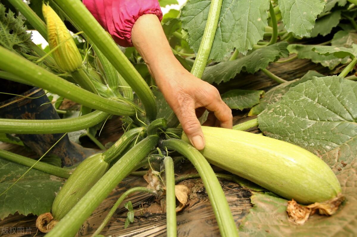 今年土豆价格走势分析，最新价格动态及趋势预测