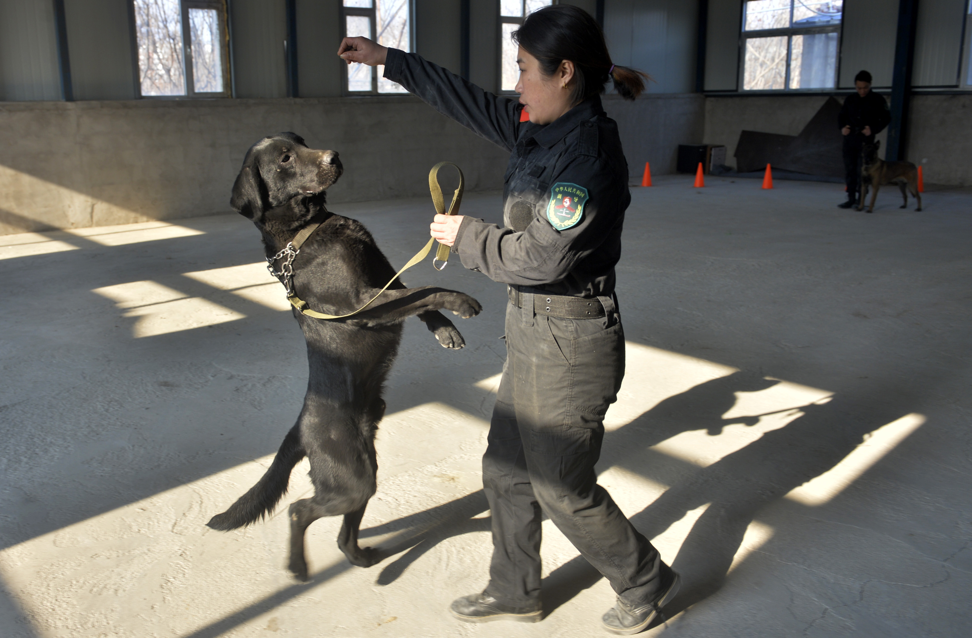 精选已训练科目犬，携手共度美好时光