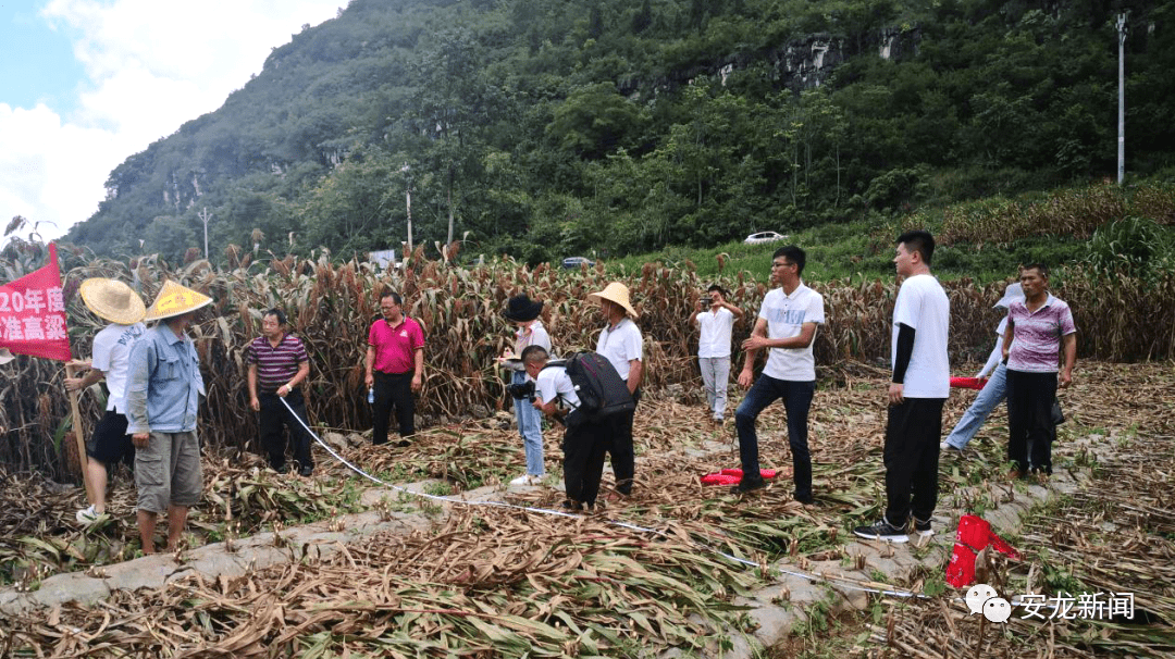 弥渡县农业农村局新项目推动农业现代化，乡村振兴再添新动力