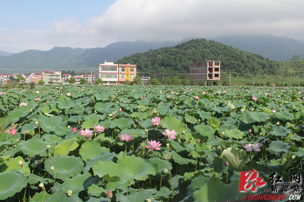 严塘镇最新项目，地区发展的强大引擎驱动力