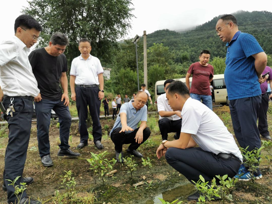 靛房镇最新新闻报道